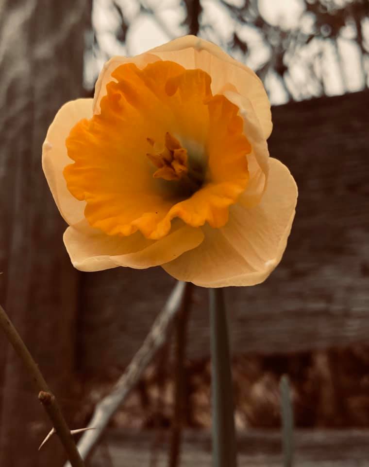 Daffodil 2020